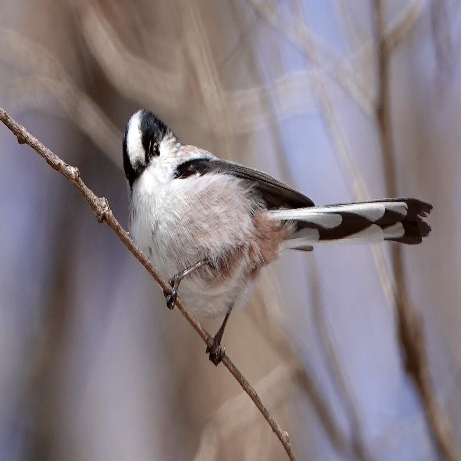 みんな大好き エナガの バードウォッチャー的見どころ はここ ブンイチ 文一総合出版 Note