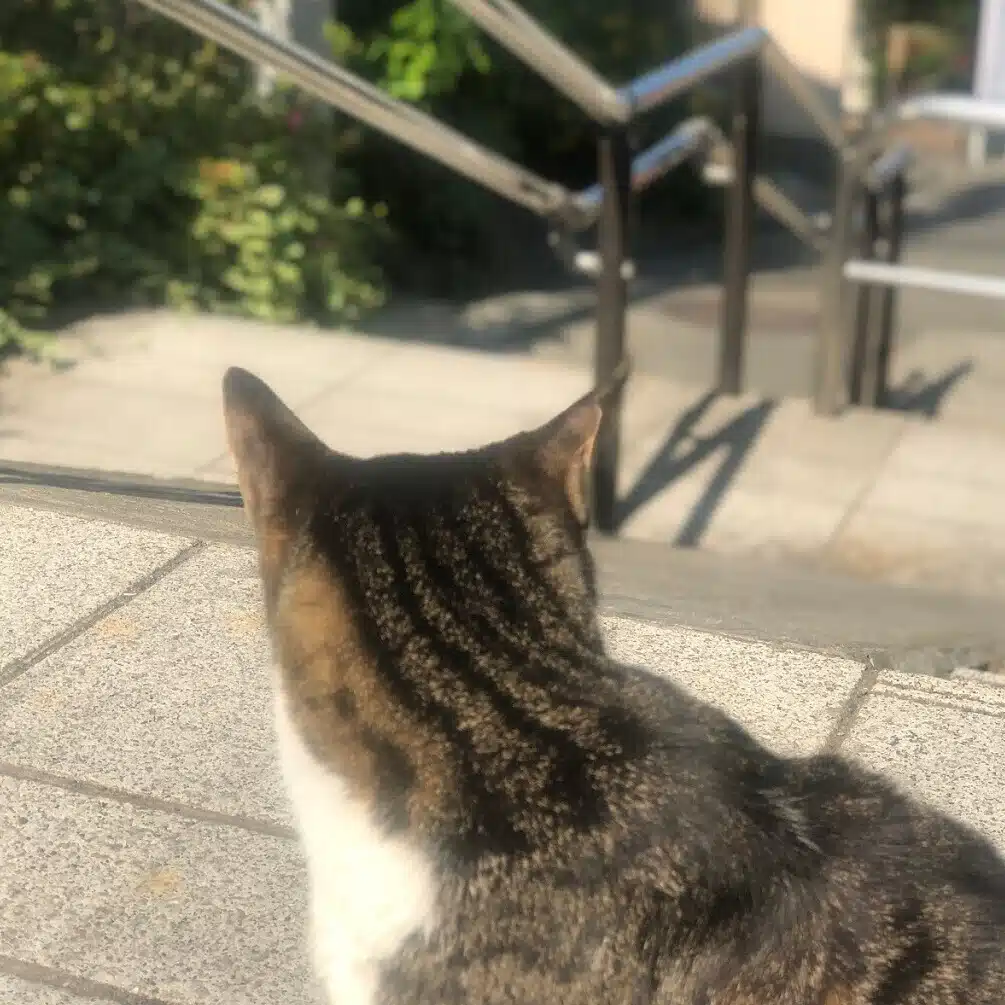 ジバニャンコ