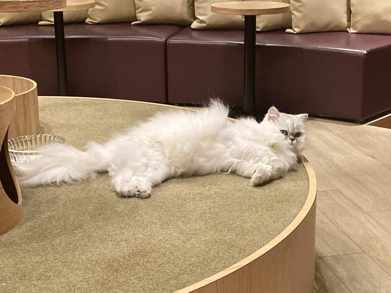 猫カフェ これはもうキャバクラである つじ Note 猫カフェ これはもうキャバクラである つじ Note