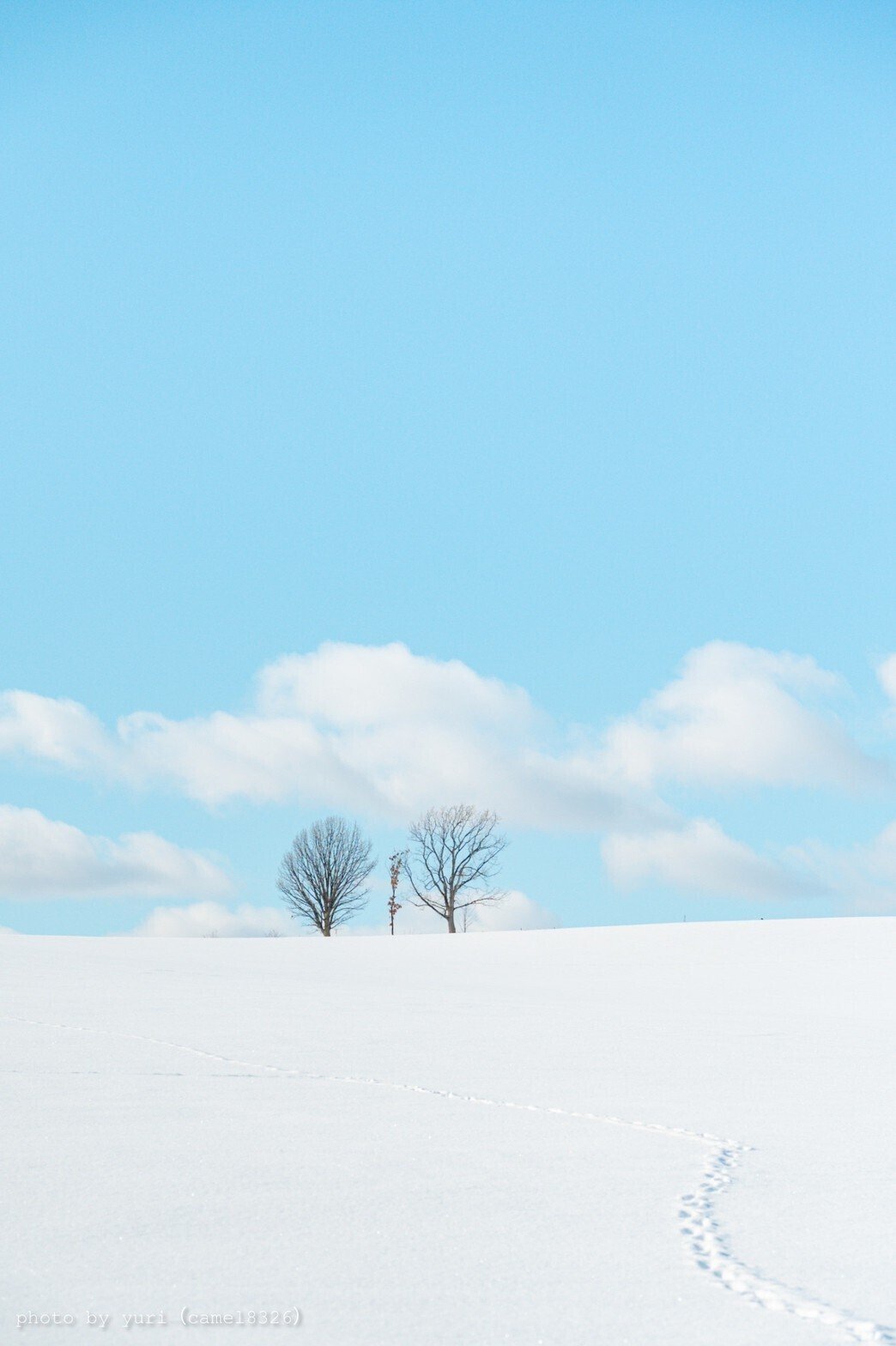 絵本みたいな場所を旅して 4 冬の美瑛 Yuri Note 絵本みたいな場所を旅して 4 冬の美瑛 Yuri Note