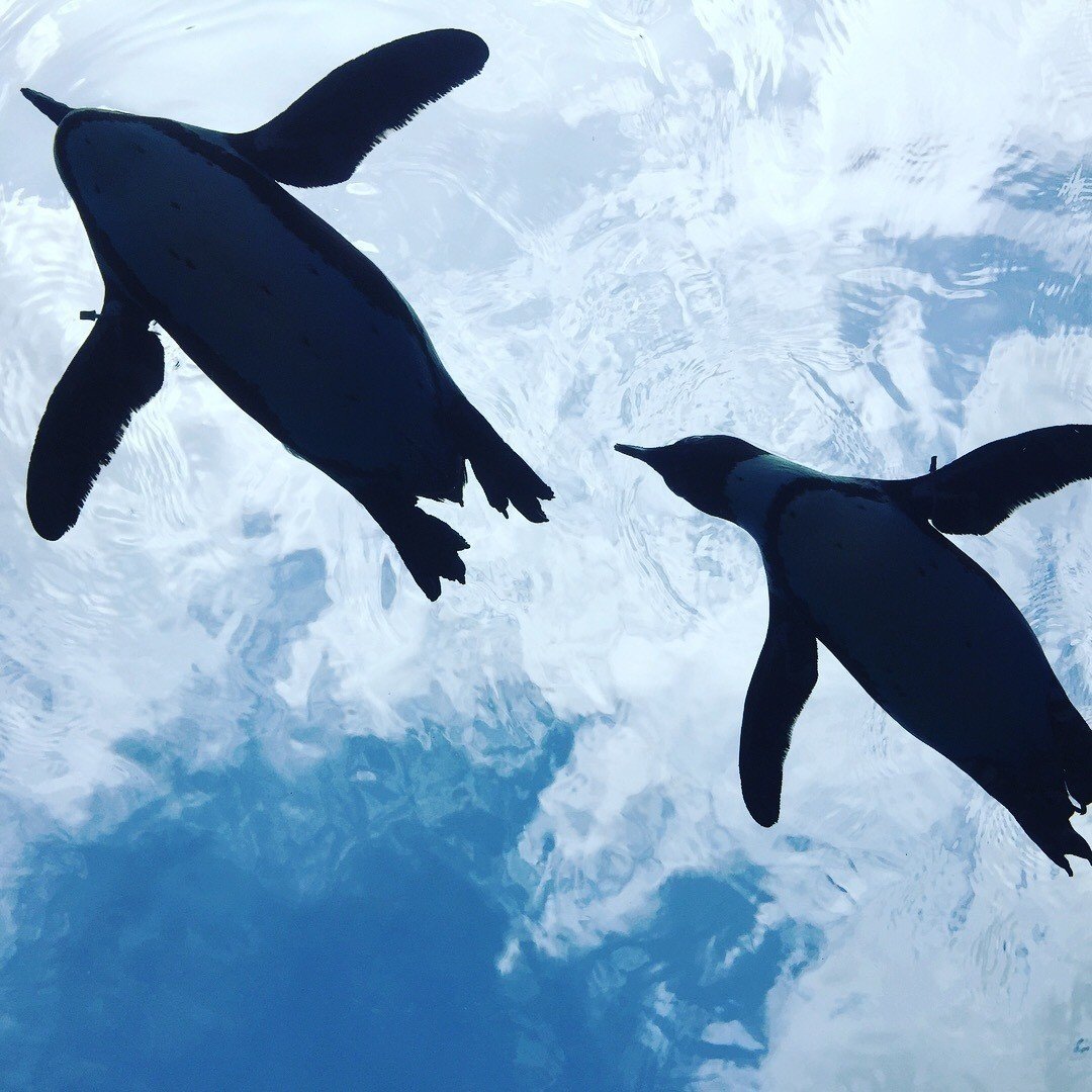 私とあなたのペンギン ペンギン ぺちこ Note