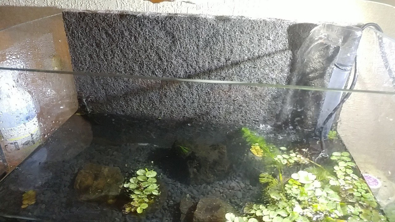 自分癒しの小さな森 アクアテラリウムを作った 雑記 こゆるぎさん Note 自分癒しの小さな森 アクアテラリウムを作った 雑記 こゆるぎさん Note