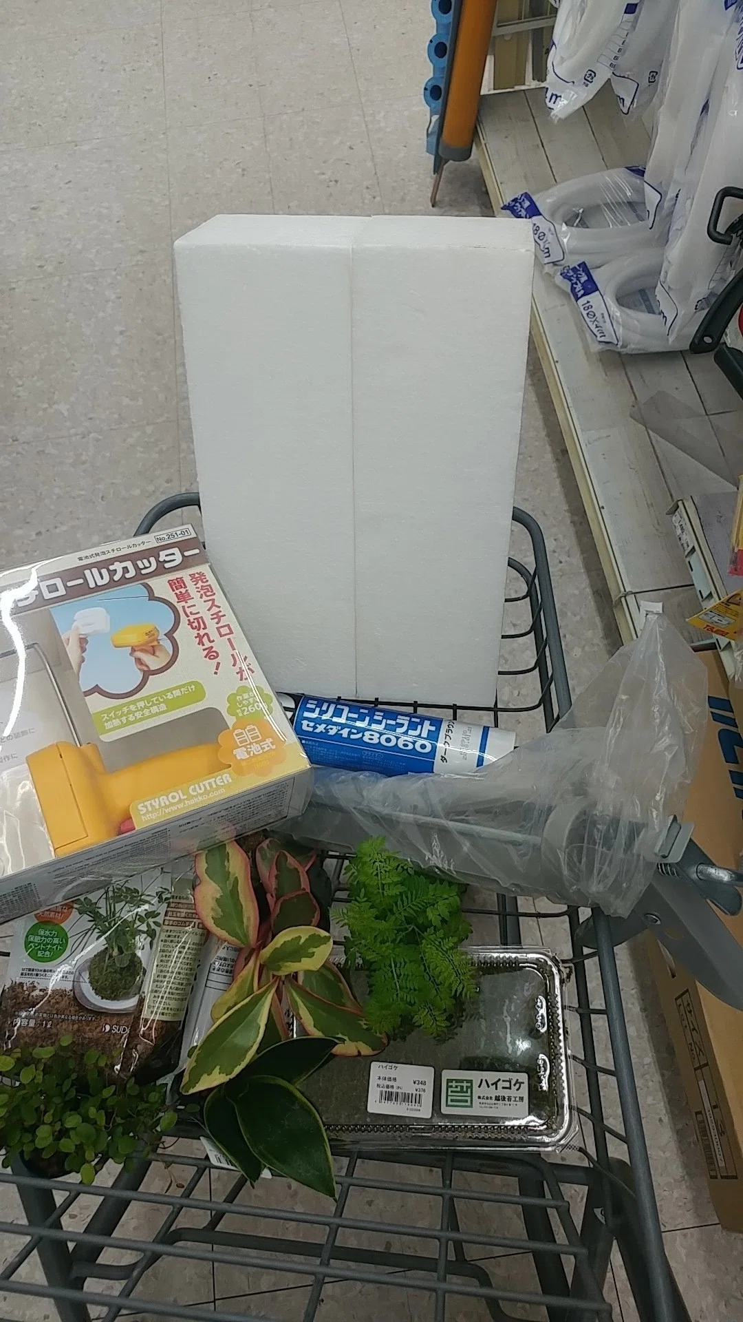 自分癒しの小さな森 アクアテラリウムを作った 雑記 こゆるぎさん Note 自分癒しの小さな森 アクアテラリウムを作った 雑記 こゆるぎさん Note
