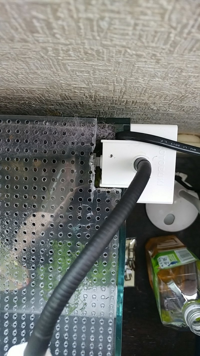 自分癒しの小さな森 アクアテラリウムを作った 雑記 こゆるぎさん Note 自分癒しの小さな森 アクアテラリウムを作った 雑記 こゆるぎさん Note
