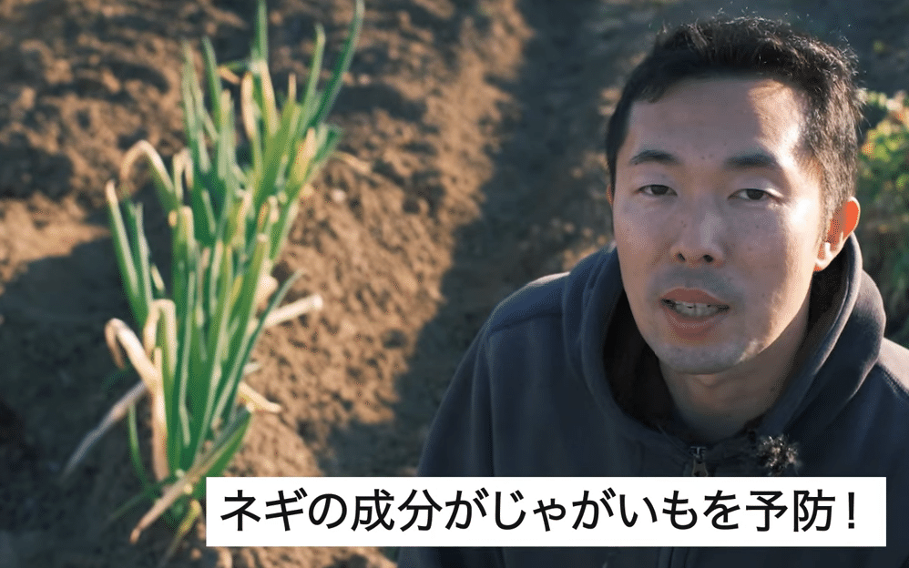 家庭菜園春じゃがいも 一緒に育てると おいしくなる野菜の組み合わせ 井上寅雄農園 井上隆太朗 Note
