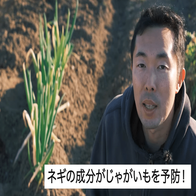 家庭菜園春じゃがいも 一緒に育てると おいしくなる野菜の組み合わせ 井上寅雄農園 井上隆太朗 Note