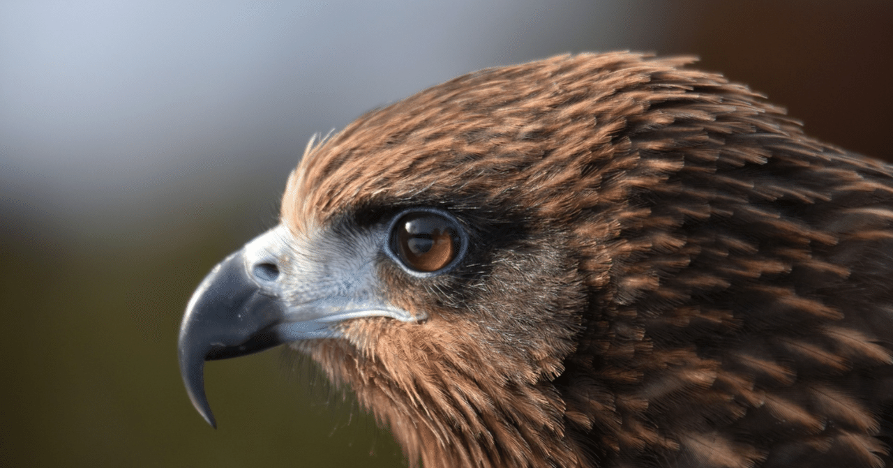 気になる生態 8 グルメになった猛禽類 トビ ちーた Note 気になる生態 8 グルメになった猛禽類 トビ ちーた Note