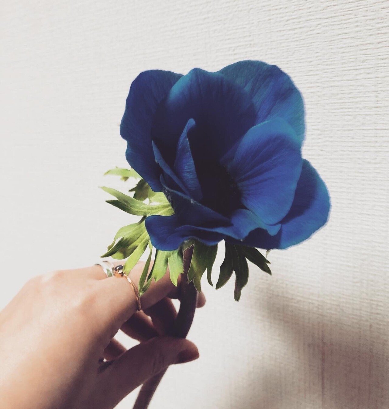 さよならブルー 松永ねる Note さよならブルー 松永ねる Note