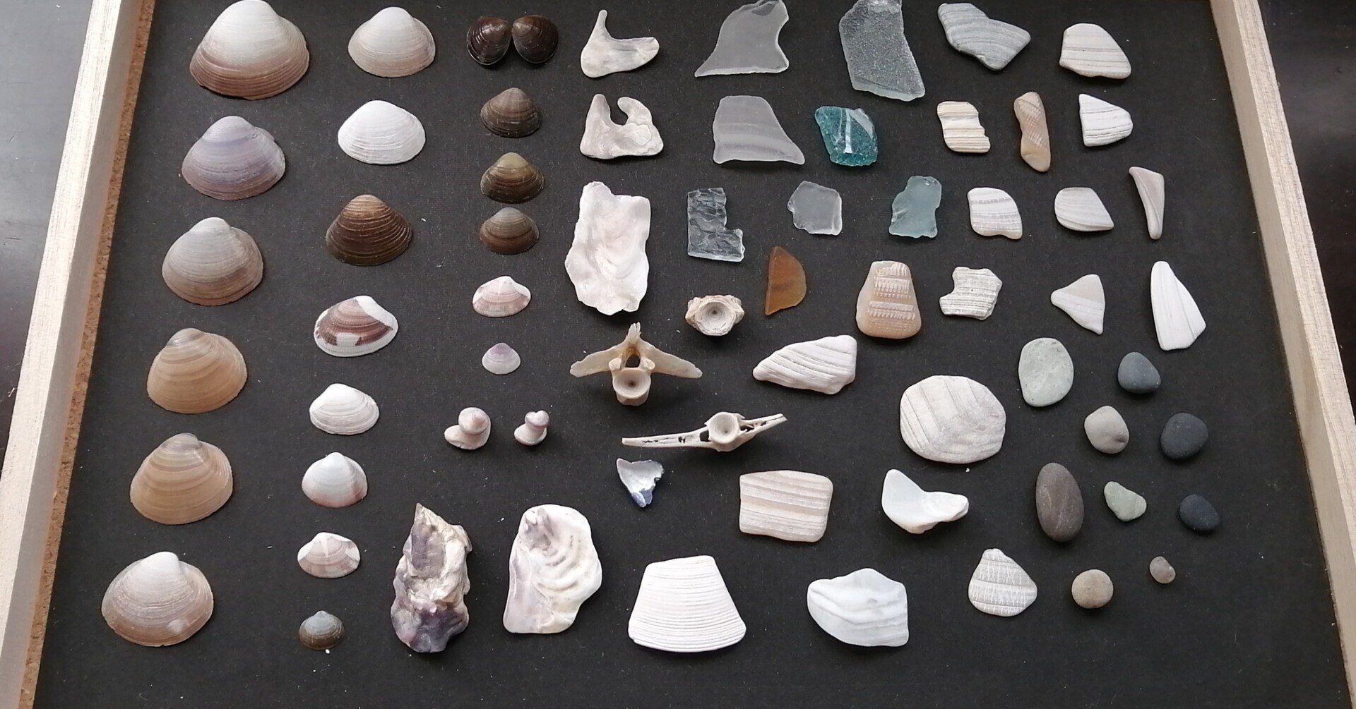 ビーチコーミングと標本作り 末埼鳩 まつさきはと Note ビーチコーミングと標本作り 末埼鳩 まつさきはと Note