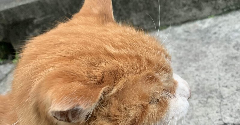 動物虐待反対 の新着タグ記事一覧 Note つくる つながる とどける