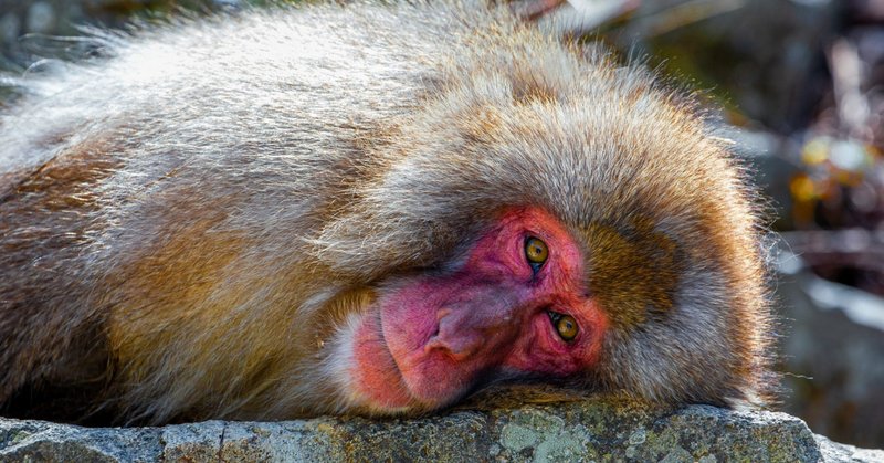 ボスザル の新着タグ記事一覧 Note つくる つながる とどける