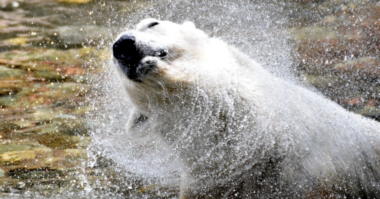 【守護シリーズ一覧】 動物編｜しいたけ占いのしいたけ.