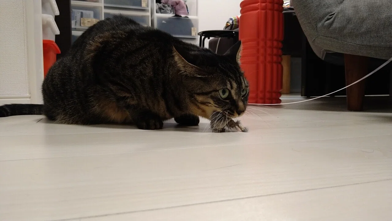 いつもおすまし顔 美猫のうずらちゃん ネズミのおもちゃになると野生が目覚める 生まれてすぐ保護猫なのに タスマニアデビルのような唸り声で威嚇してきます やま ふじこ Note