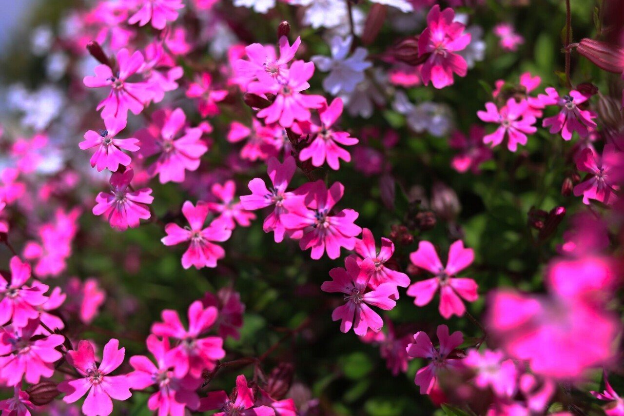 1月30日 こんにちは ポン太です 今日の誕生花の紹介です 誕生花 サクラソウ 花言葉 初恋 少年時代の希望 今日が誕生日 の人は検索してみてください ポン太 人と人を繋ぐカウンセラー Note 1月30日 こんにちは ポン太です 今日の誕生花の紹介です 誕生花 サクラソウ 花言葉 初恋 少年時代の希望 今日が誕生日 の人は検索してみてください ポン太 人と人を繋ぐカウンセラー Note
