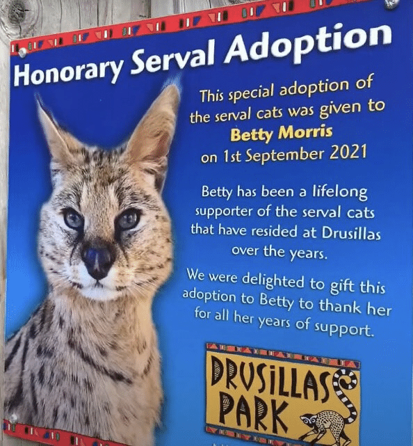 サーバル猫と会いたかった百歳の女性｜ノリノリ