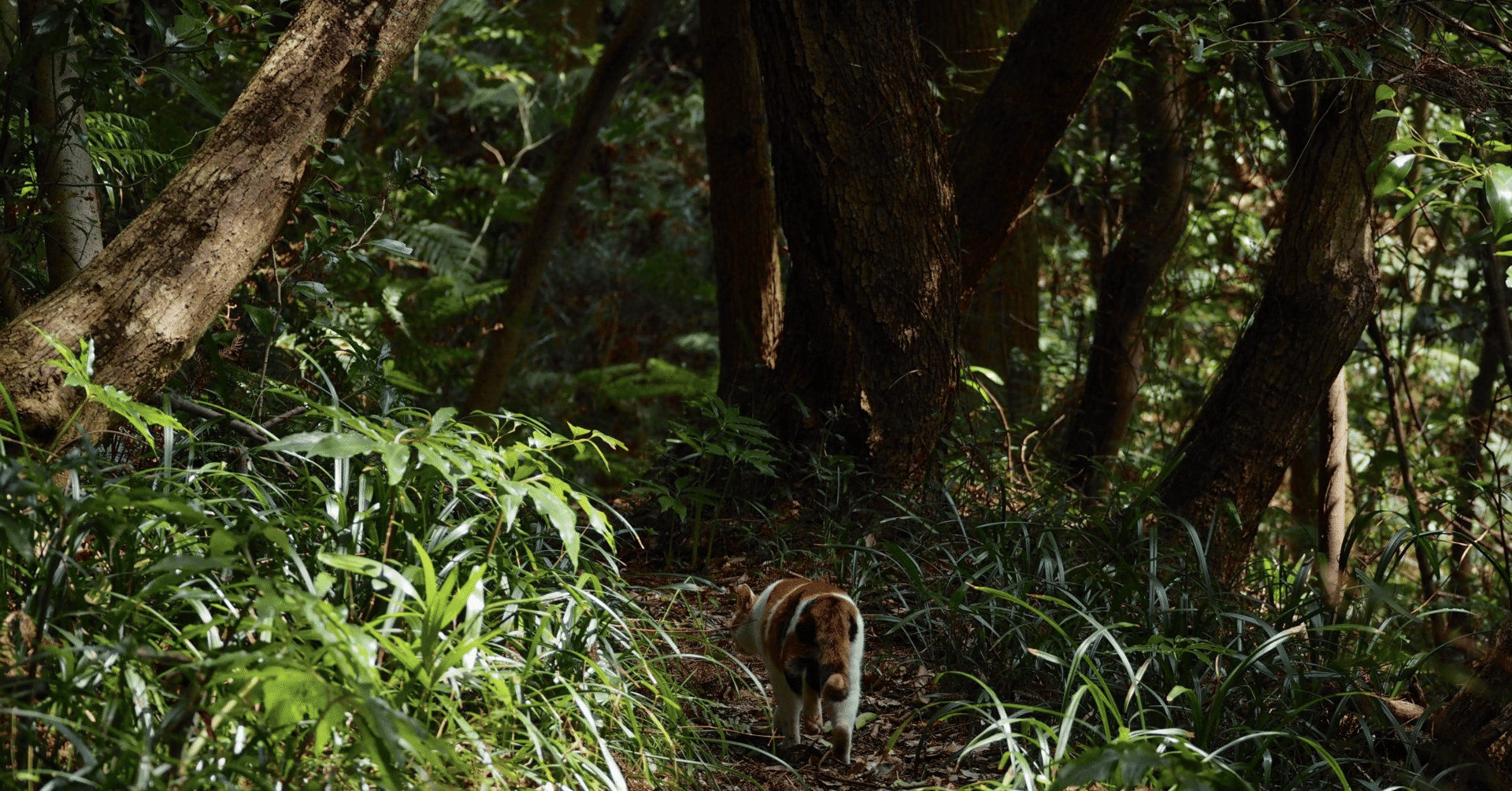 高速道路を下りて獣道をゆく Web3arts Society 5 0 事業部ログ By 菅野 敦也 Note