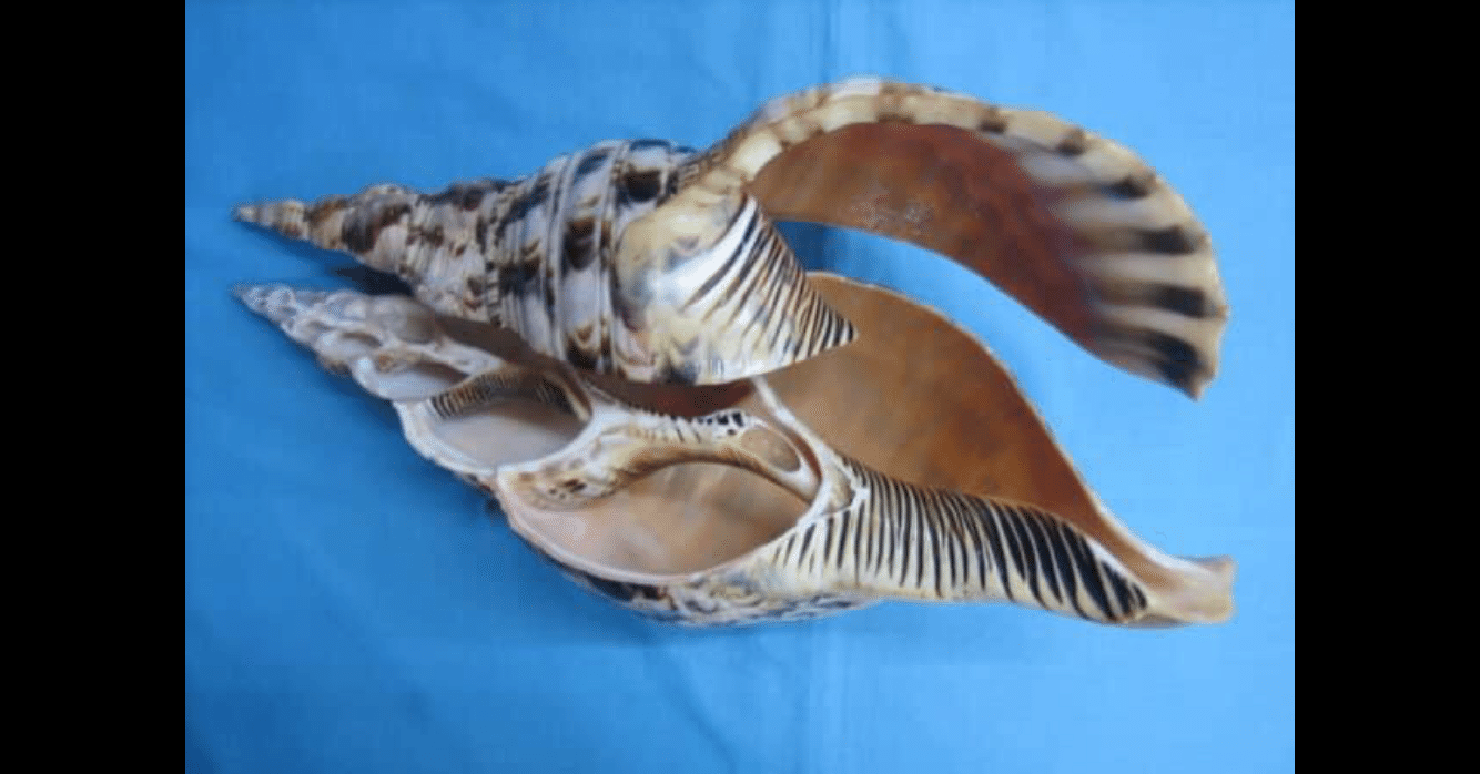 法螺貝談義（第52話）｜辛島正英（不動山大聖院）