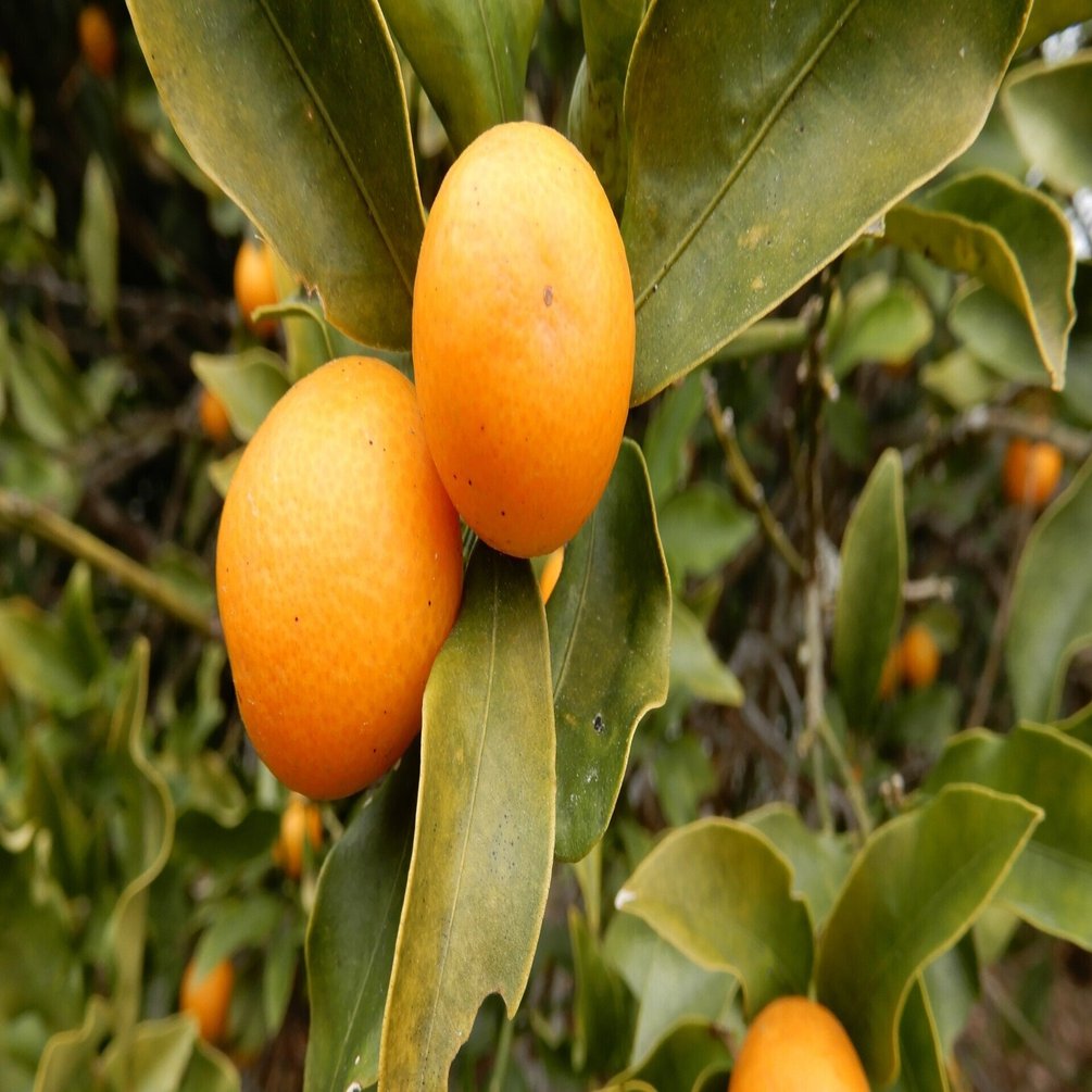 烏ページ　11点まとめ 読書】するする読める～『烏百花 白百合の章』(阿部智里)｜margrete