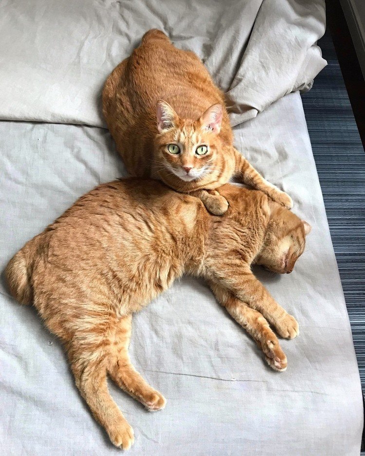 あつーい！とくに昼はあつーい、と思っていたらママから写真が送られてきました。ネコの兄弟はママのちかくならこんなに暑くても兄弟くっついて寝るようです。