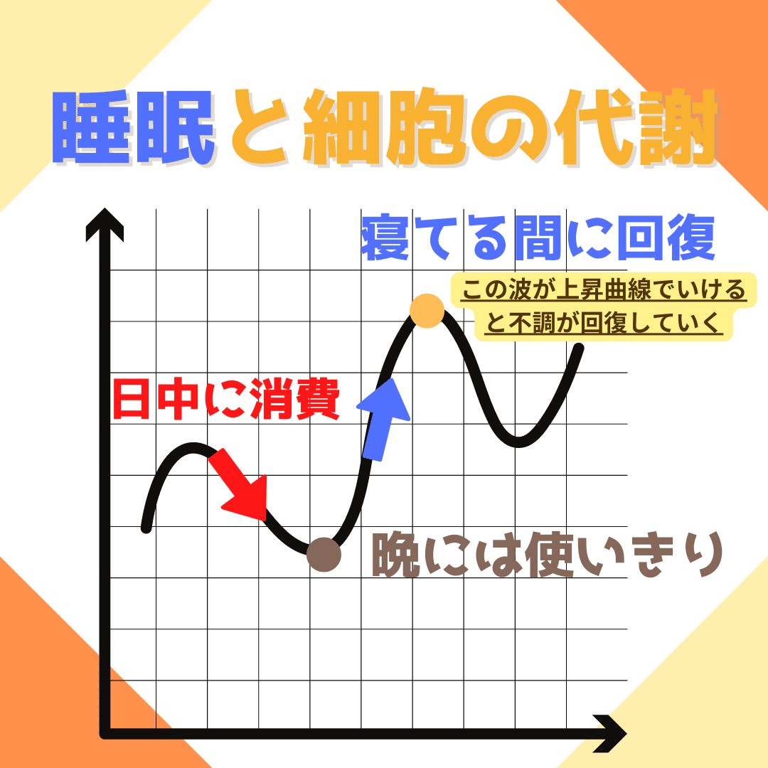 睡眠と回復までの曲線グラフ