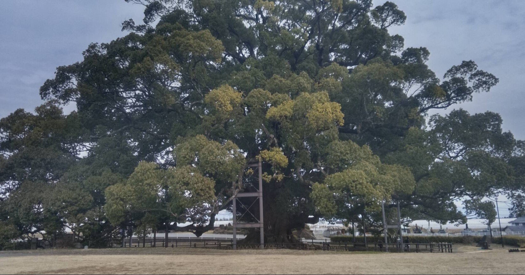 この木何の木❔寂心さんの樟🌲 【新•日本名木100選】｜Desert Rose