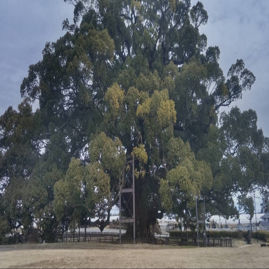 この木何の木❔寂心さんの樟🌲 【新•日本名木100選】｜Desert Rose