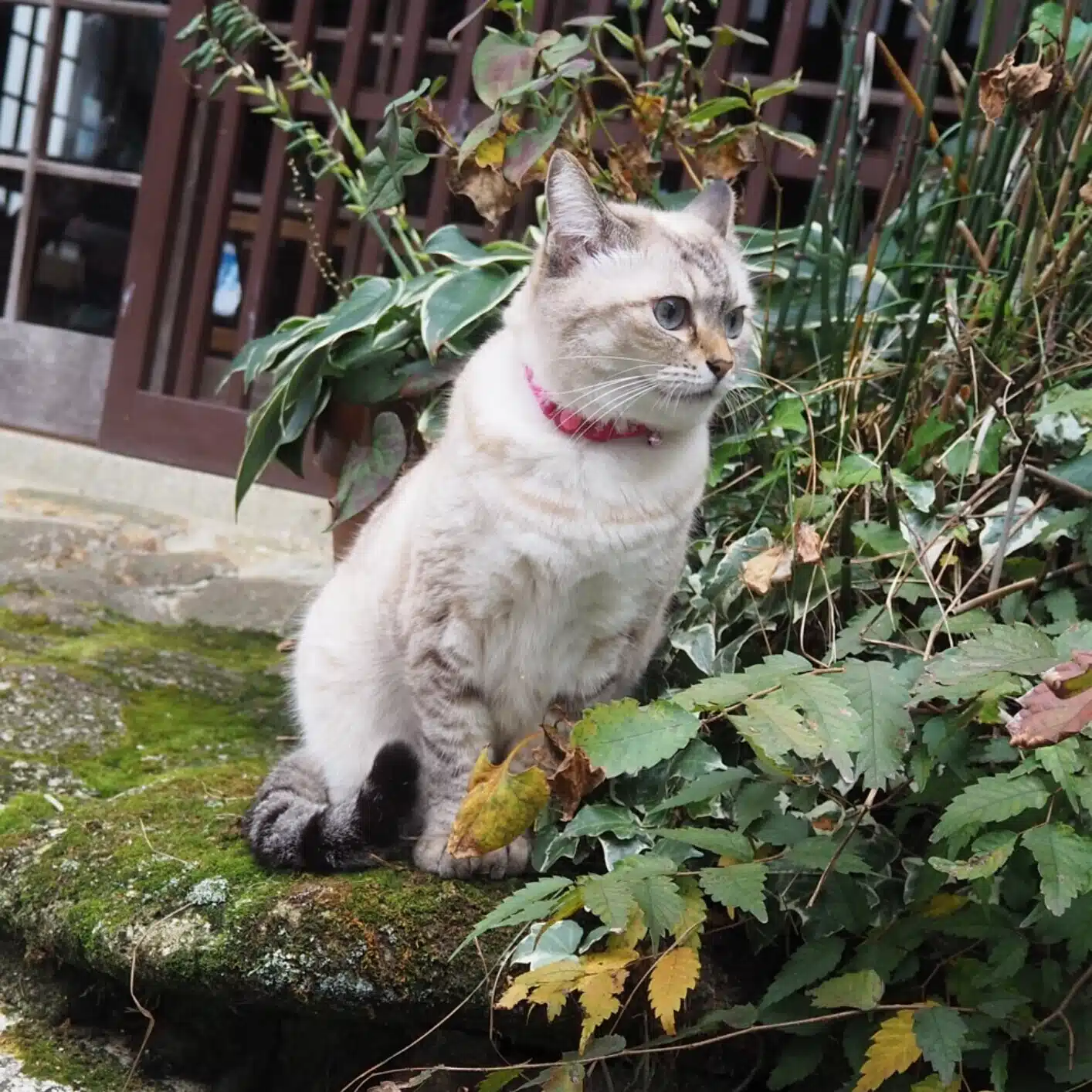 とのまげ