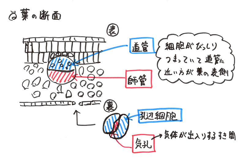 植物005