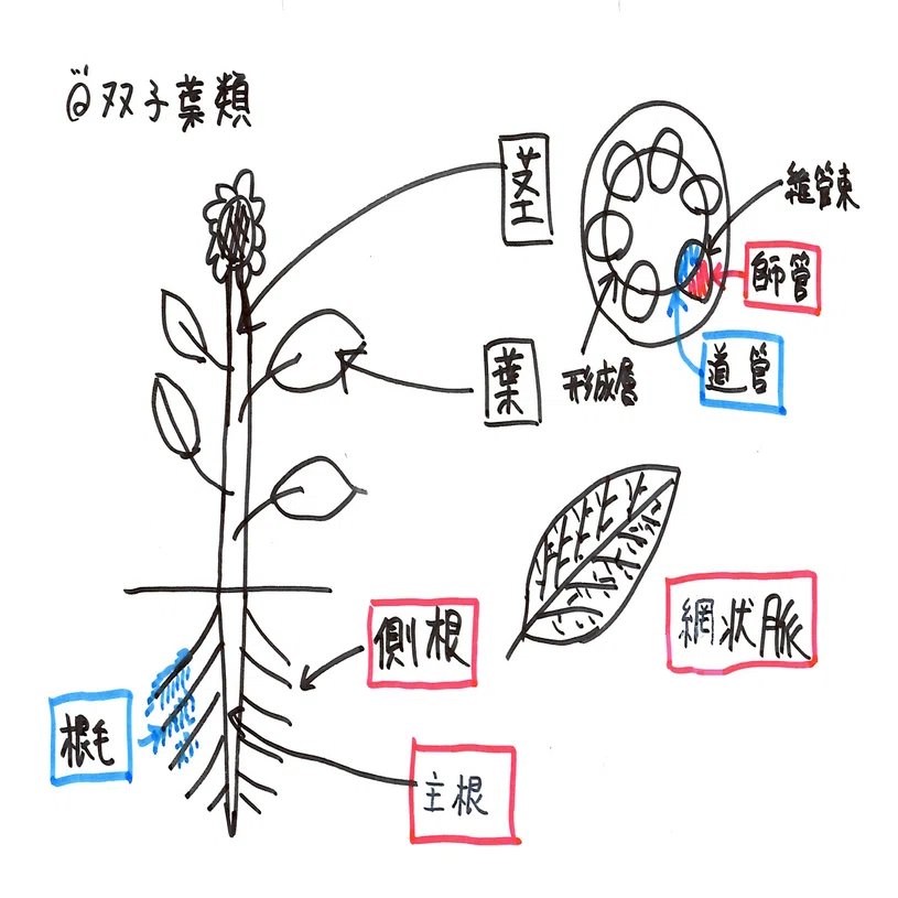 双子葉植物の主根
