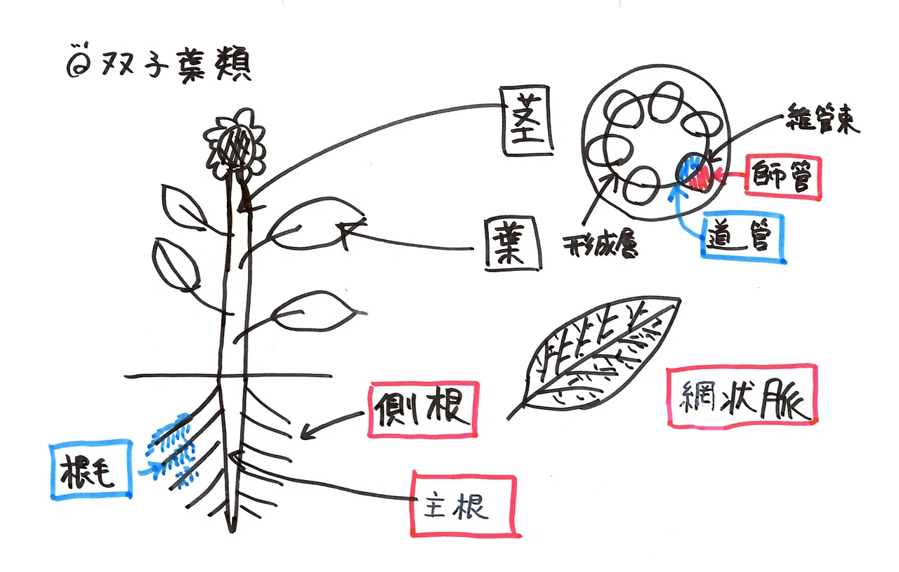 双子葉植物の主根