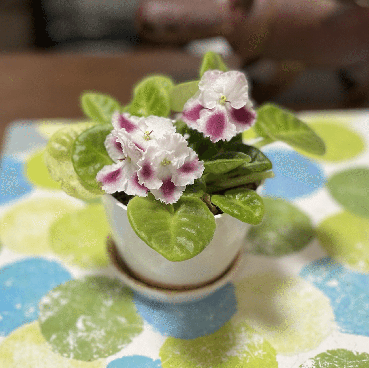 植物紹介 セントポーリア 如月朔 Note 植物紹介 セントポーリア 如月朔 Note