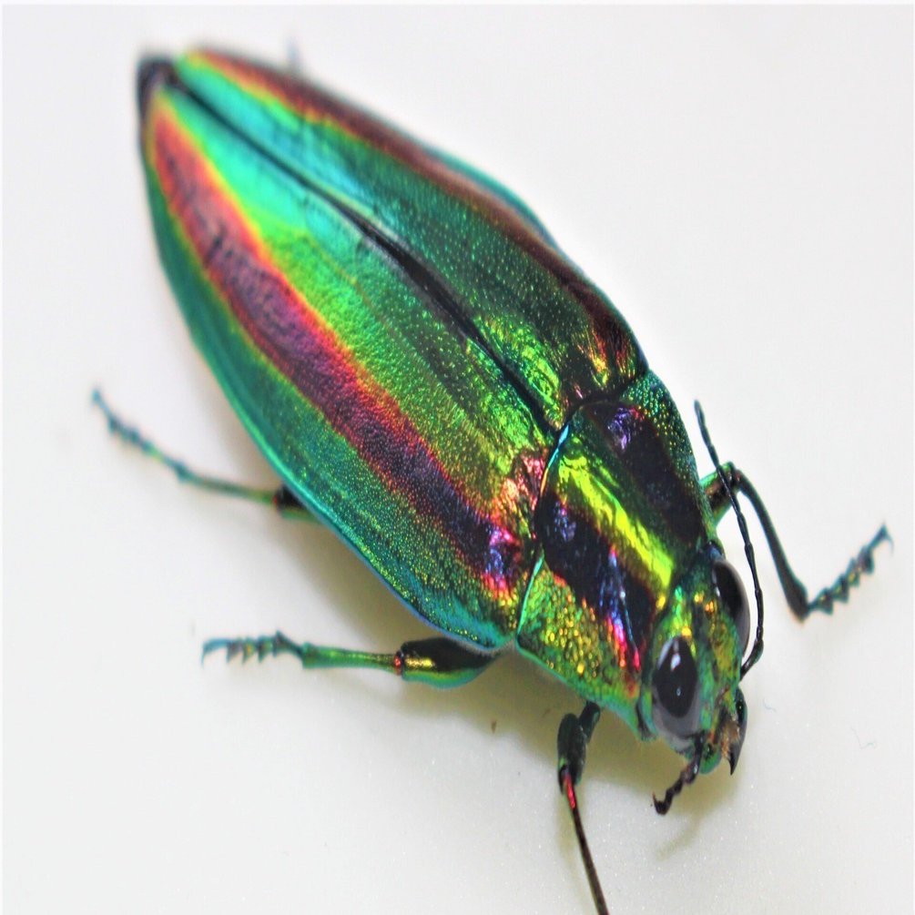 新潟昆虫初採集記002】新潟でタマムシを初採集する！｜ガタ昆