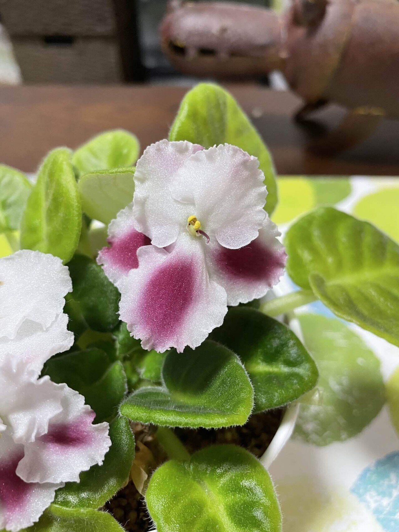 植物紹介】セントポーリア｜如月朔