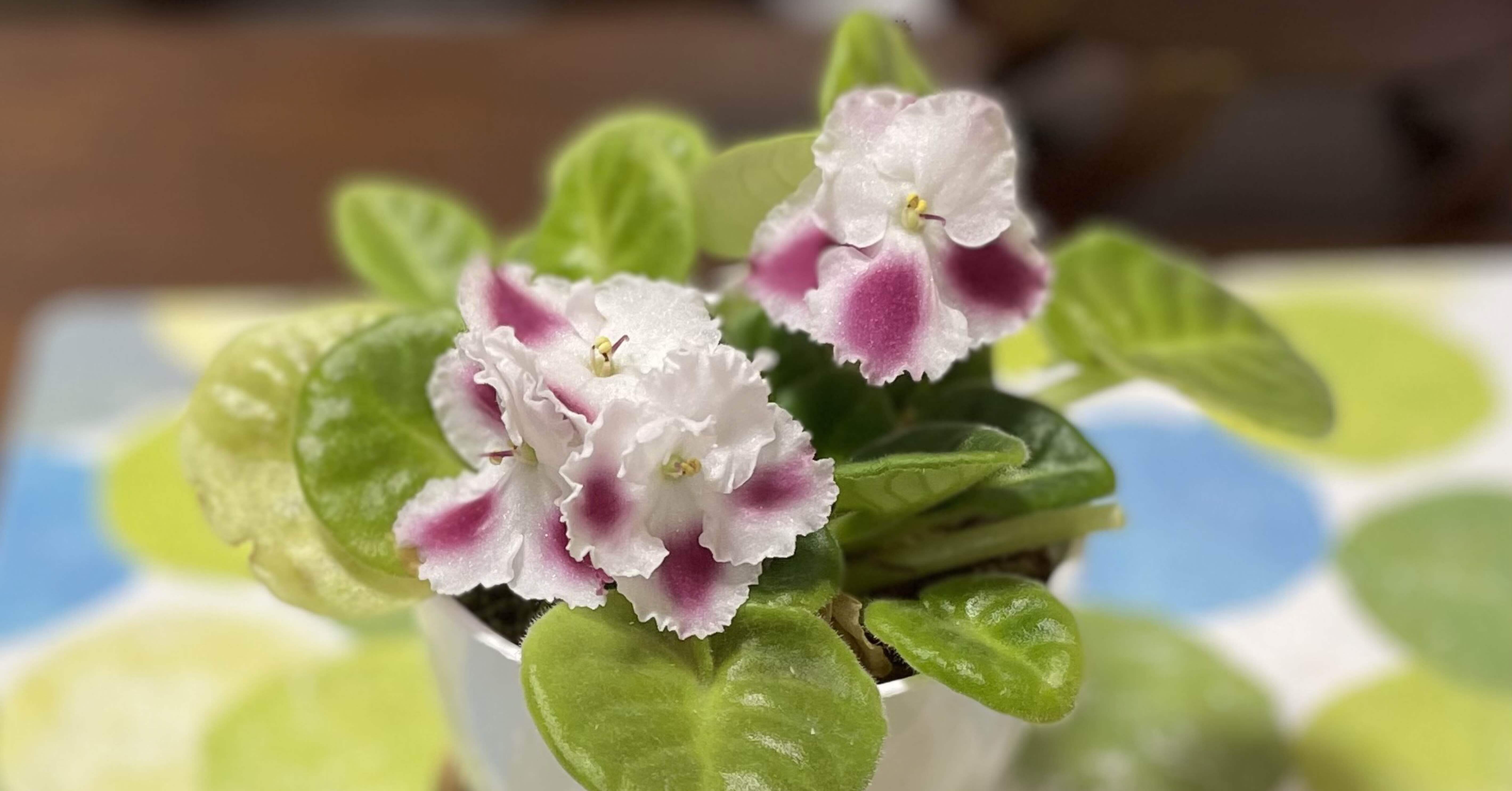 セントポーリア　Zaca's ette 初開花株 縞花 植物紹介】セントポーリア｜如月朔