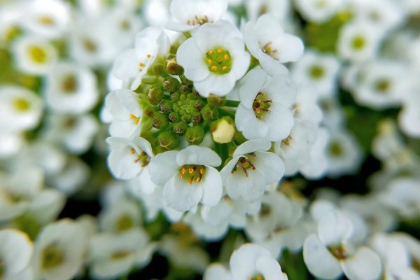 アリッサムの別名庭なずな庭薺花言葉は美しさを超えた価値素直 の新着タグ記事一覧 Note つくる つながる とどける アリッサムの別名庭なずな庭薺花言葉は美しさを超えた価値素直 の新着タグ記事一覧 Note つくる つながる とどける