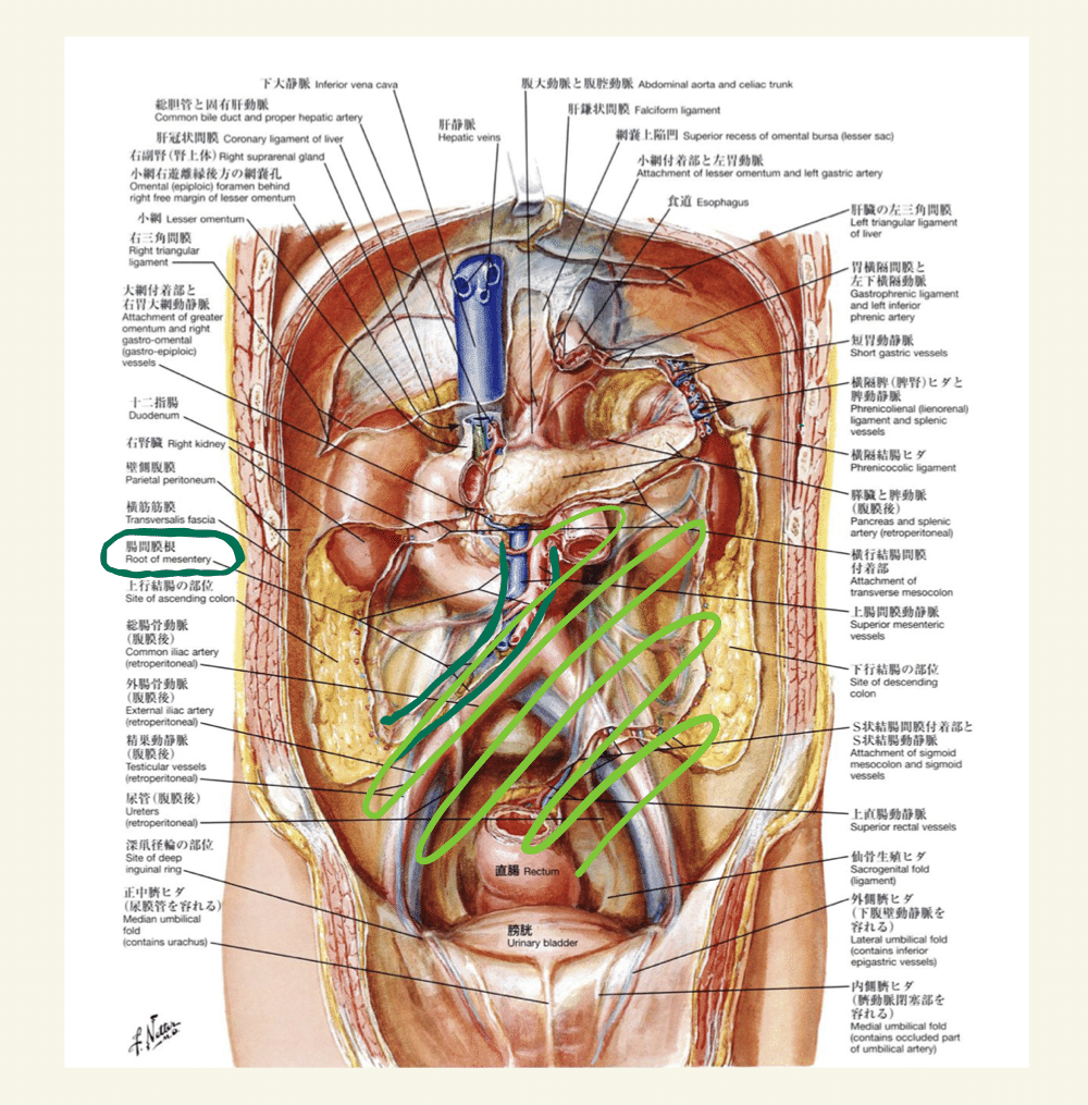 腹部血管のX線解剖図譜