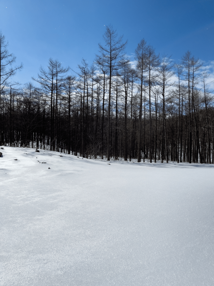 近年稀に見る雪だと地元の人が言っていた。