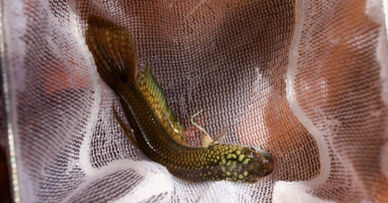 ワイルドベタ 原種ベタ 飼育 失敗しない ための5か条 硝子迷宮回廊 Note ワイルドベタ 原種ベタ 飼育 失敗しない ための5か条 硝子迷宮回廊 Note