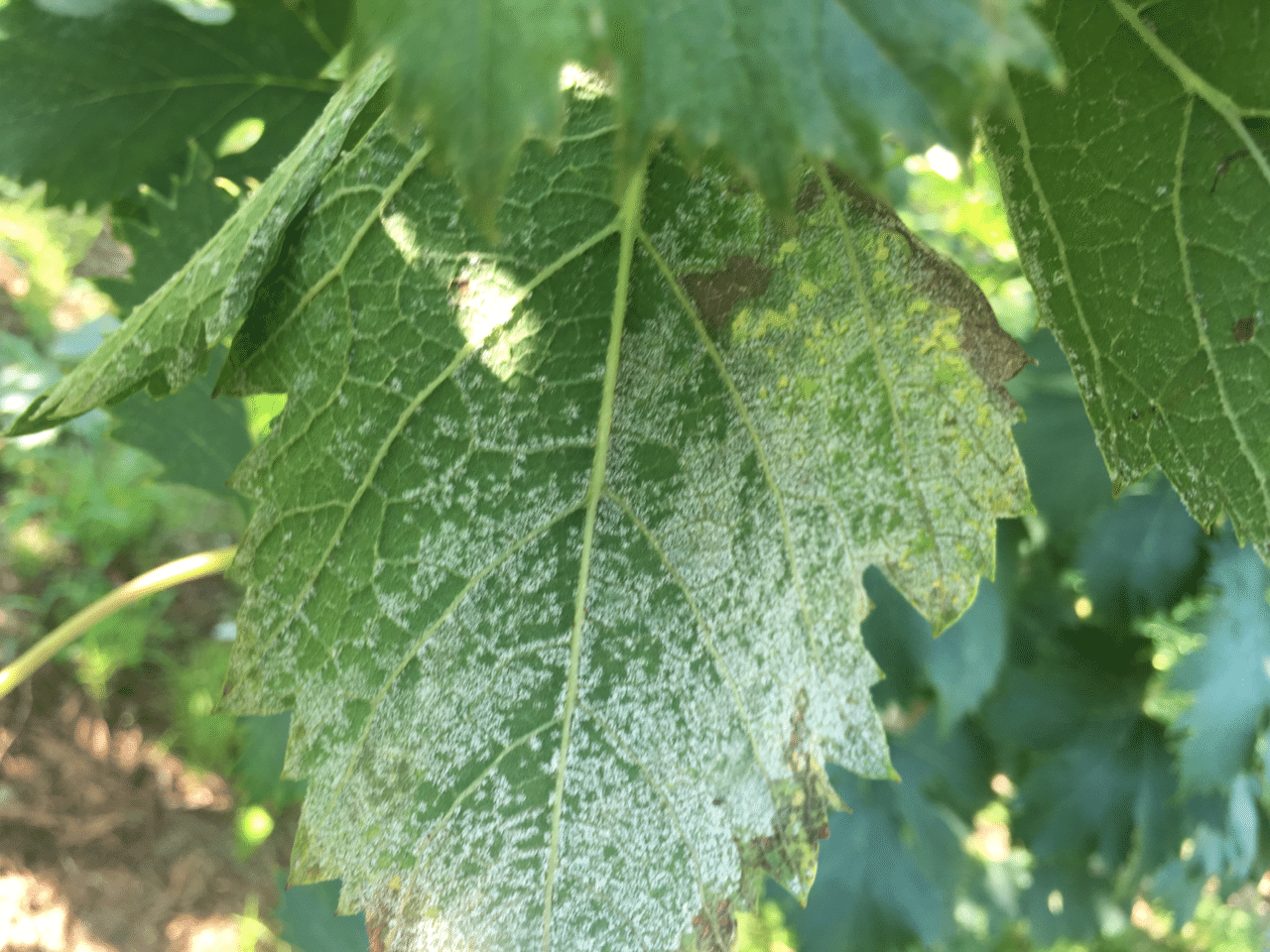 べと病の症状と対策 戸田果樹園シャインマスカットの学校 Note べと病の症状と対策 戸田果樹園シャインマスカットの学校 Note
