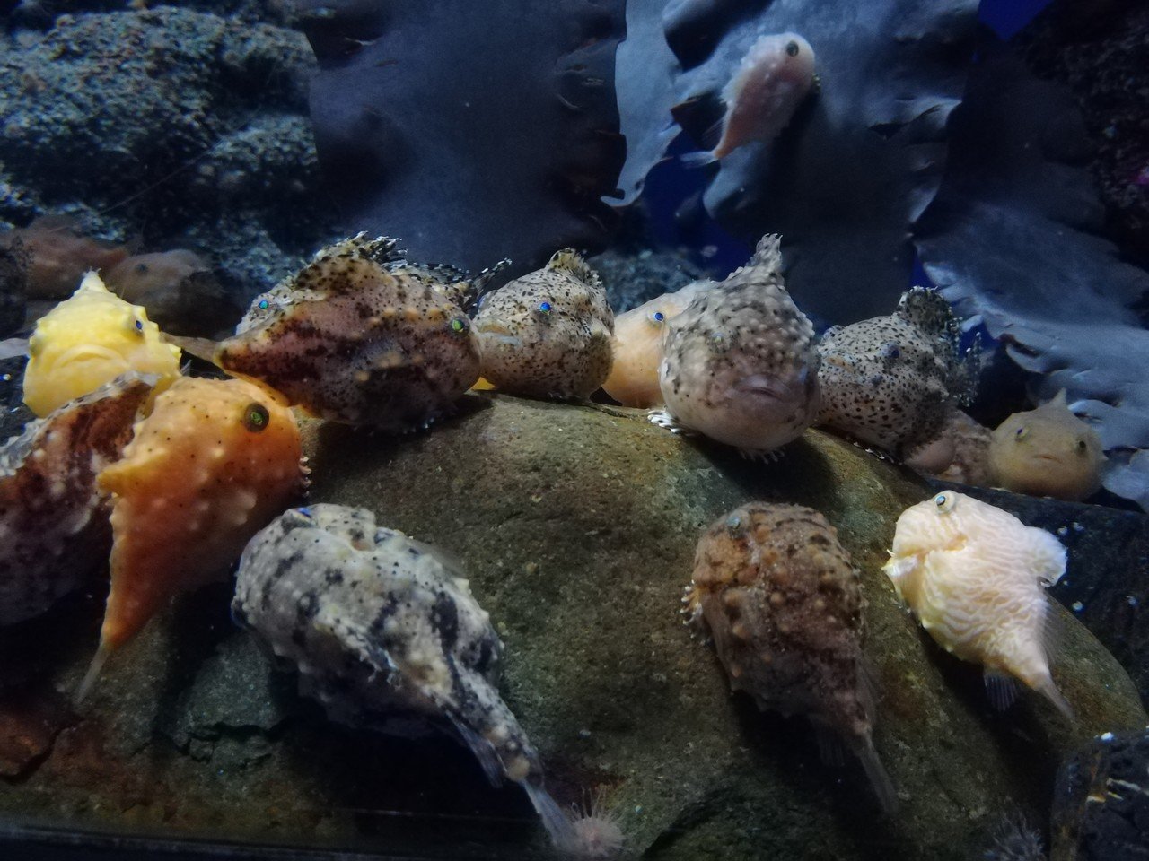 新江ノ島水族館 十佐間つくお Note