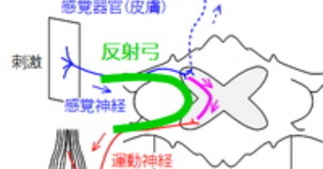 刺激に対する反応 反射 反射の例 条件反射 Shun Ei Note 刺激に対する反応 反射 反射の例 条件反射 Shun Ei Note