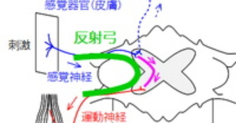 刺激に対する反応 反射 反射の例 条件反射 Shun Ei Note