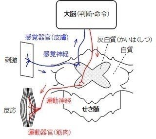 刺激に対する反応 反射 反射の例 条件反射 Shun Ei Note