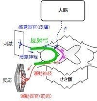 刺激に対する反応 反射 反射の例 条件反射 Shun Ei Note 刺激に対する反応 反射 反射の例 条件反射 Shun Ei Note