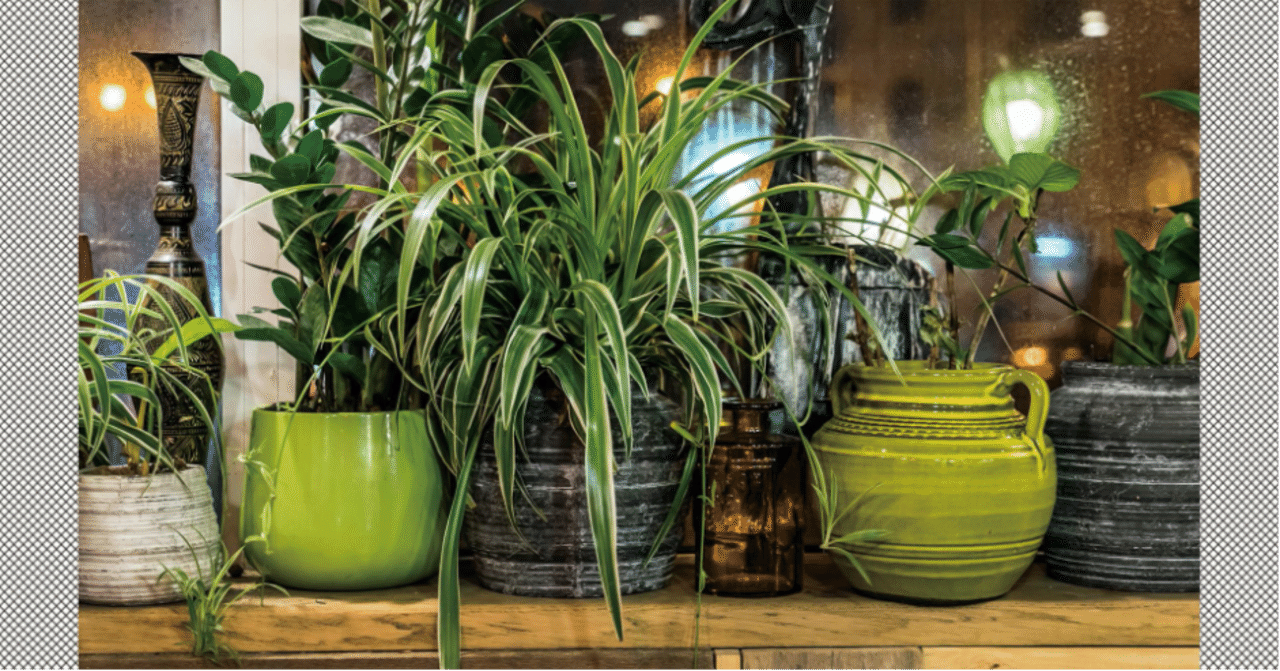 観葉植物の力でお家は癒しスポットになる おすすめグリーン紹介 基弘会編集部 Note 観葉植物の力でお家は癒しスポットになる おすすめグリーン紹介 基弘会編集部 Note