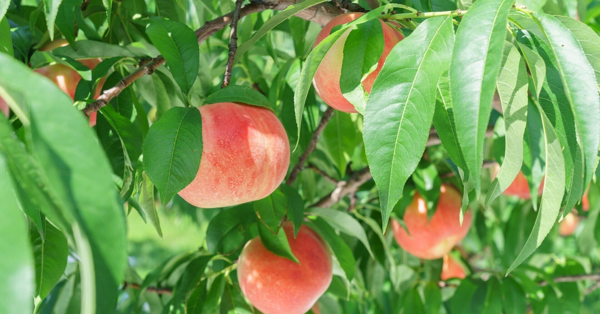 22年度 桃の木オーナー制度 の受付が始まりました 株式会社foundingbase 22年度 桃の木オーナー制度 の受付が始まりました 株式会社foundingbase