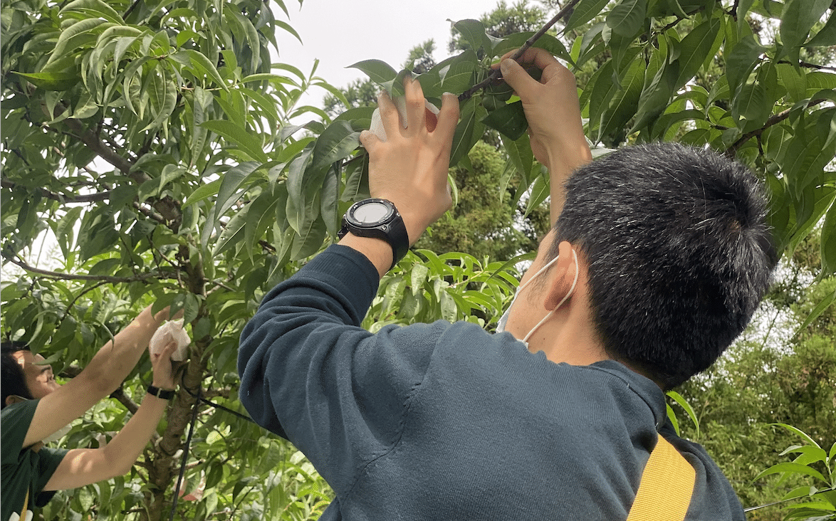 22年度 桃の木オーナー制度 の受付が始まりました 株式会社foundingbase