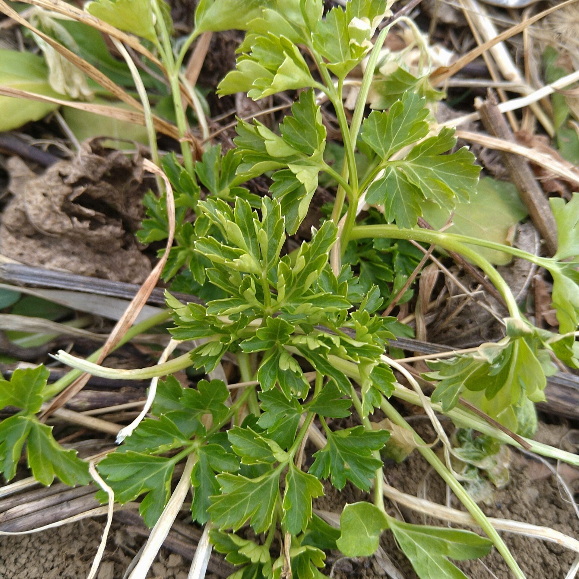 イタリアンパセリ の新着タグ記事一覧 Note つくる つながる とどける