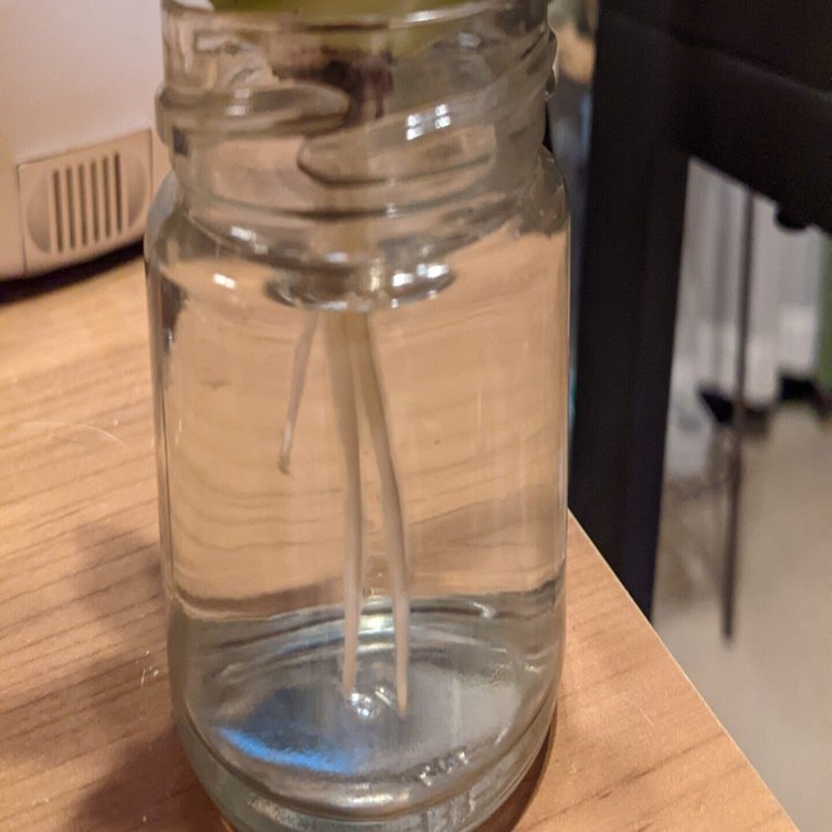 随時更新】根無しアガベの発根チャレンジ。（ベアルート・根無し子株