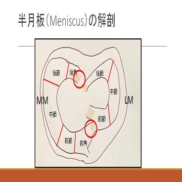 半月板損傷(基礎編)｜臼井 勇輔